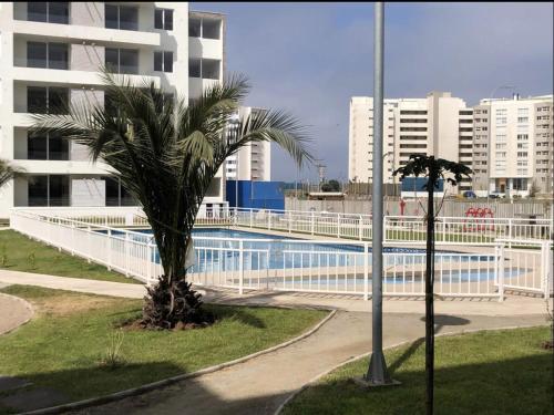 una palmera frente a una piscina en Departamento cercano a la playa, en La Serena