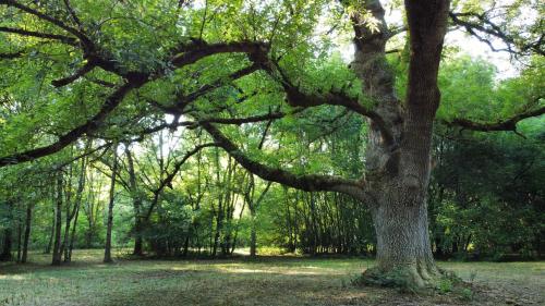 a large tree in the middle of a forest at Gîte le Moulin Samsara in Homps