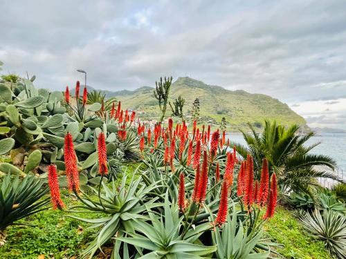 a bunch of red flowers in a garden at Lua do Mar in Caniço