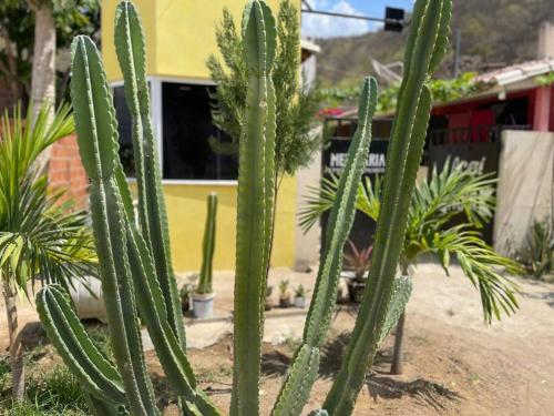 a group of cacti in front of a house at Quitinete da Nicole in Canindé de São Francisco