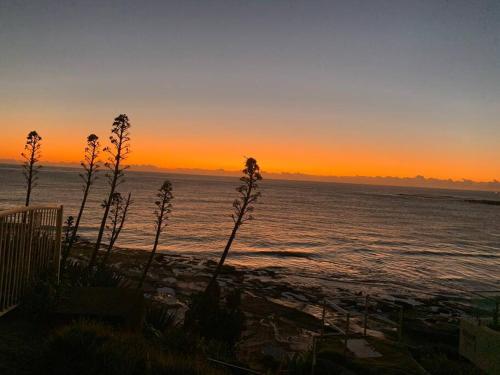 a sunset over the ocean with a plant in the foreground at Tequila Sunset in Yamba