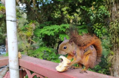 Ein Eichhörnchen sitzt auf einer Schiene und isst ein Stück Essen. in der Unterkunft Eco Hostal La Batea De Los Colibries in Cali