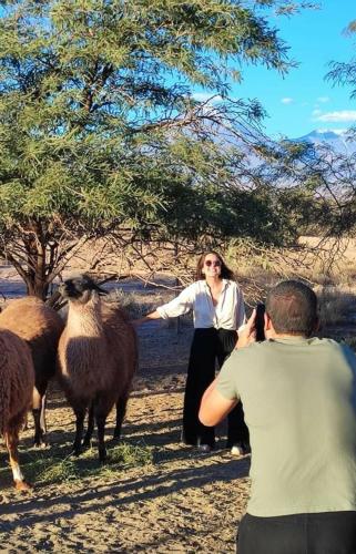 a woman taking a picture of a group of sheep at Cabañas Voyage Atacama in San Pedro de Atacama