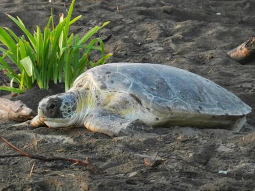 a turtle laying on the ground next to some grass at Caribbean View in Tortuguero