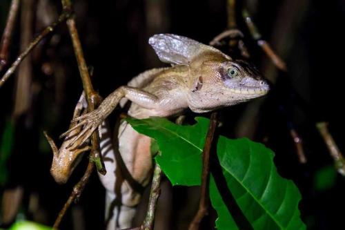 a lizard is sitting on a tree branch at Caribbean View in Tortuguero