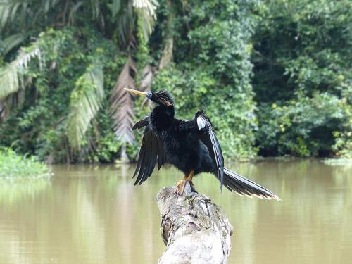 a bird sitting on top of a rock in the water at Caribbean View in Tortuguero