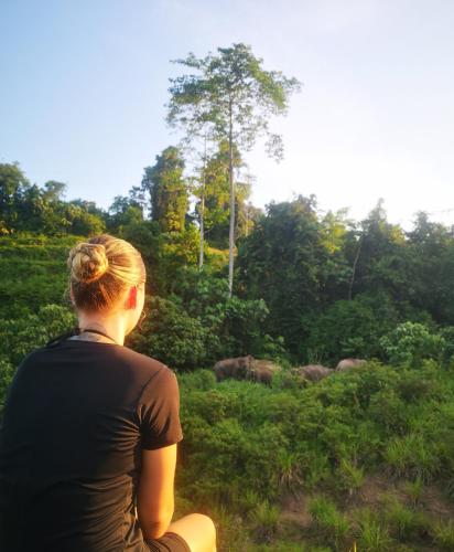 a woman is looking at elephants in a field at Wild Lodge Taman Negara in Kuala Tahan