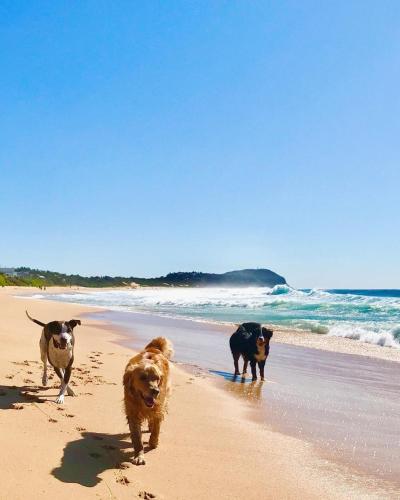 a group of three dogs walking on the beach at Surf Shack in Iconic Rainbow Bay - Coolangatta QLD (pet friendly) in Gold Coast