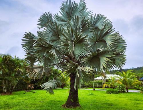 a palm tree in a field of green grass at La Villa Louisia in Matoury