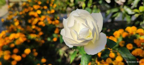 Jardín al aire libre en Host Labs Homestay - Premium View