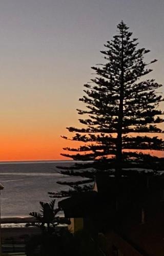 a pine tree in front of the ocean at sunset at The Sail House at Seacliff in Seacliff