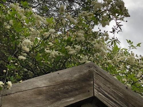 a tree with white flowers on top of a wooden box at Olde Horsham Motor Inn in Horsham