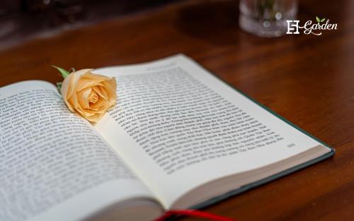 a yellow rose sitting on top of an open book at 5H Garden in Ho Chi Minh City
