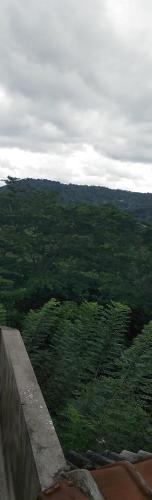 een luchtzicht op een bos van bomen bij Nature's Nest Homestay in Kegalle