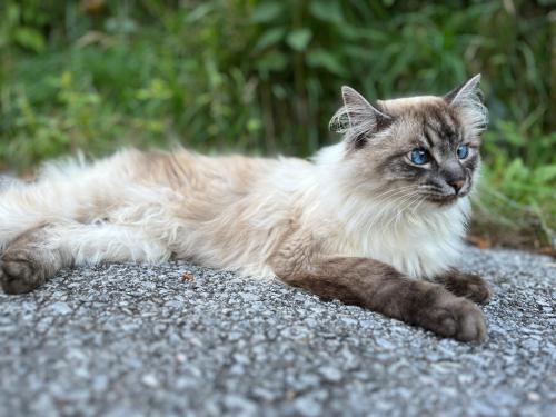 a cat laying on the ground on the street at Bio & Vegi Pension Krennleiten in Schönau am Königssee