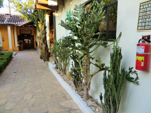 a building with a row of plants next to a sidewalk at Rossco Hostel & Hotel in San Cristóbal de Las Casas
