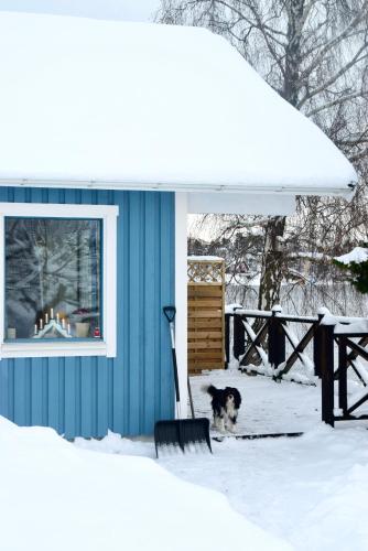 a dog sitting in the snow in front of a house at Sjöstuga/gästhus i skärgården. in Åkersberga