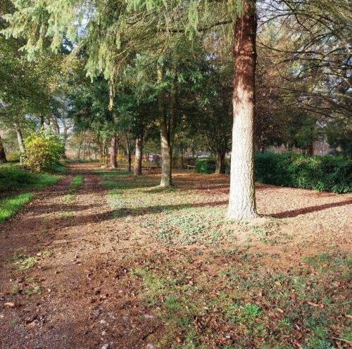 drzewo w parku z liśćmi na ziemi w obiekcie Mobil-home Beau Rivage w mieście Gunsbach