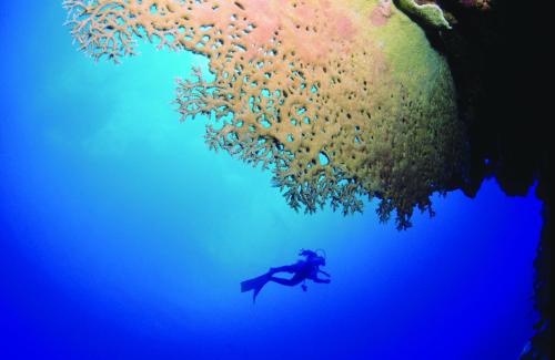 a person swimming in the ocean next to a group of fish at Chez Ronald Guest House in Rodrigues Island