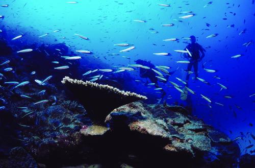 a man standing in front of a coral reef with a school of fish at Chez Ronald Guest House in Rodrigues Island