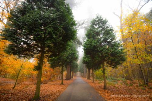 a tree lined road in the middle of a forest at Equilodge 't Blommeke - Reconnect with nature in Bruges