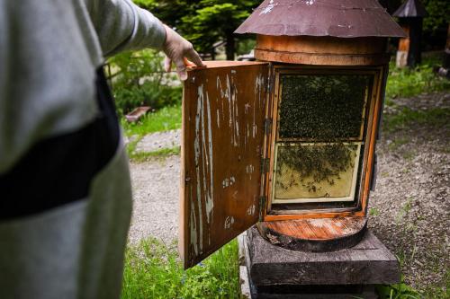 una persona sosteniendo una colmena llena de abejas en Honey Inn, en Kamianna
