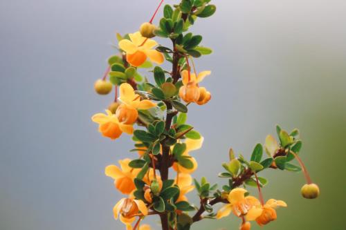 トルウインにあるCABAÑAS LOS ARÁNDANOSのギャラリーの写真