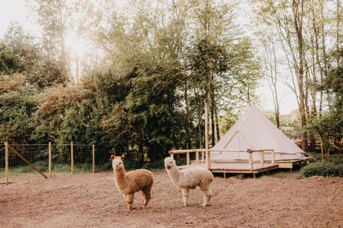 two sheep standing in front of a tent at KARIBU - Olifant in Kasterlee