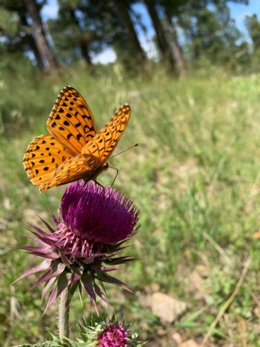 a butterfly sitting on top of a purple flower at Bearlodge Mountain Resort in Sundance