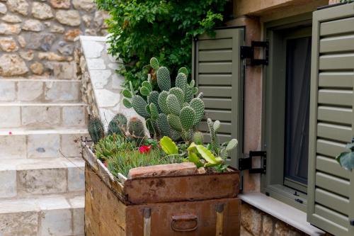 an old rusty chest with cacti and plants in it at SPITI-MANOLIS in Levktron