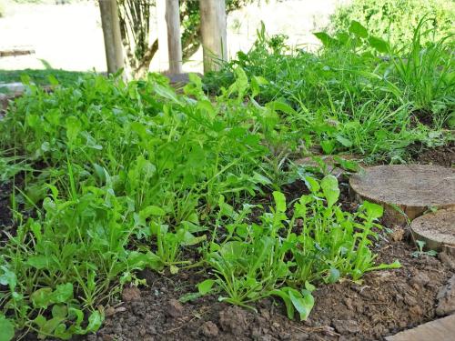 a garden with green plants in the dirt at Valle del Hilo de la Vida in Minas