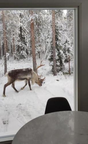 Το Arctic Circle Guesthouse τον χειμώνα