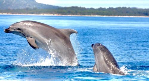 two dolphins playing in the water in the ocean at Beautiful view apartment with garage space in Mali Lošinj