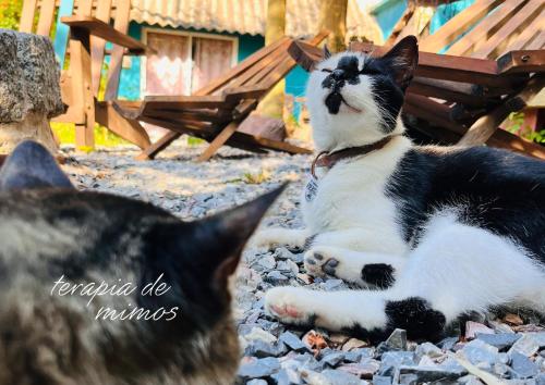 Un gato blanco y negro tendido en el suelo en Altillo Valizas, en Barra de Valizas