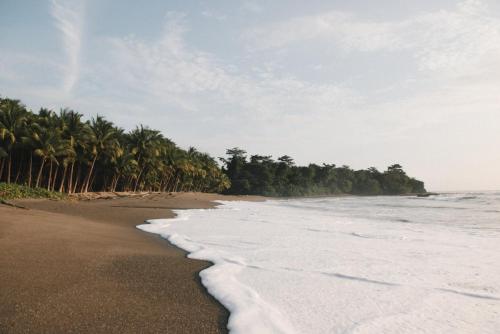 a beach with a row of palm trees and the ocean at Zunya in Santa Teresa Beach