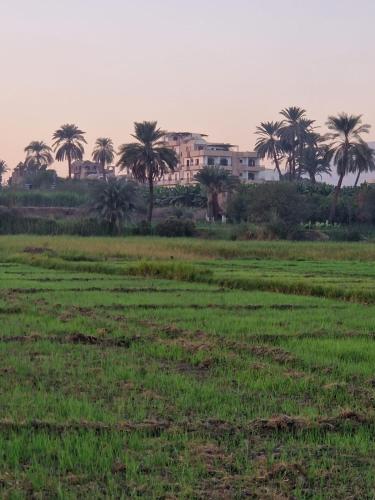 a field of grass with palm trees in the background at Djorf apartments in Al Aqālitah