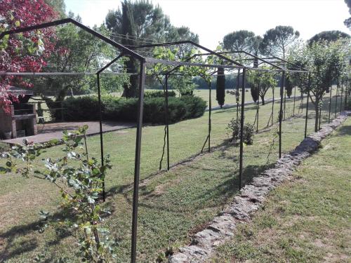 a row of trees in a field of grass at Fattoria Agriturismo Nerbona in Casole dʼElsa
