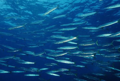 a school of fish swimming in the water at Hotel Domu Incantada in Muravera