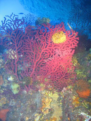 a red coral reef with fish in the water at Hotel Domu Incantada in Muravera