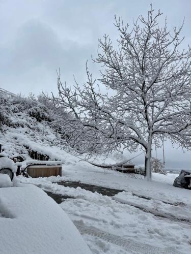 a tree is covered in snow next to a creek at Cozy Room in an old Farmhouse near Vaduz in Sevelen