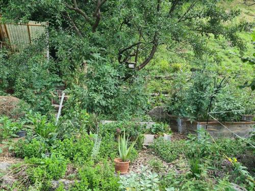 a garden filled with lots of plants and trees at Naturoase Säntisblick-Auszeit am Wald und Bach in Kradolf