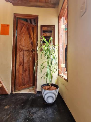 a plant sitting on a table in front of a door at SASY Dorm in Santa Catalina