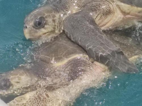 ラグジュアリーテントの敷地内または近くにいる動物