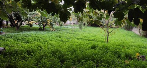 a field of green grass with a small tree in it at Garden house in Amarinthos