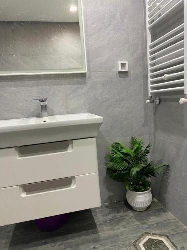La salle de bains est pourvue d'un lavabo et d'une plante en pot. dans l'établissement Luxe à petit prix, à Salambôo