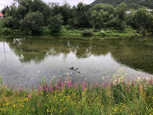 a lake with two ducks swimming in the water at Large house with spectacular view in Tromsø
