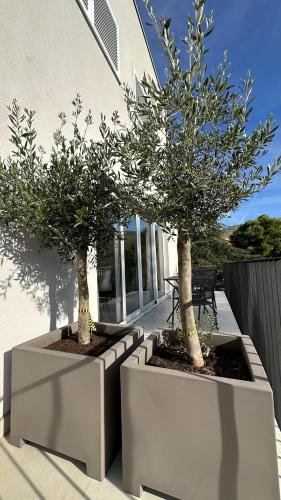 two potted trees in pots in front of a building at Arte Oliva in Grebaštica