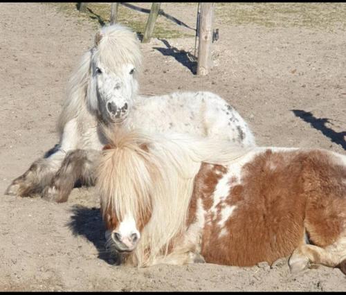 a horse and a pony laying in the dirt at Kleine studio op boerenerf vlakbij Amsterdam. in Uitgeest