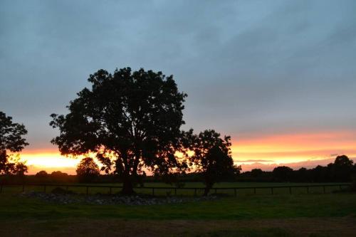 a tree in a field with a sunset in the background at The Stable, Bennettsbridge, Kilkenny in Bennettsbridge