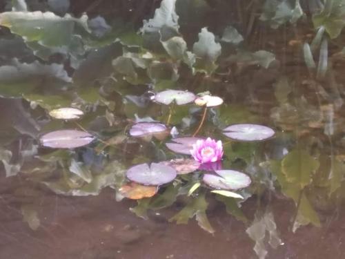 a pink flower in a pond with lily pads at Awatuna Sunset Lodge in Hokitika